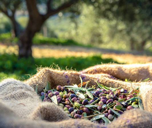 Olive del Garda: Il Tesoro Verde del Lago