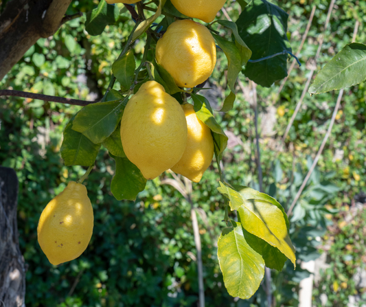 Riviera dei Limoni: Un Viaggio tra Profumi, Panorami e Tradizione