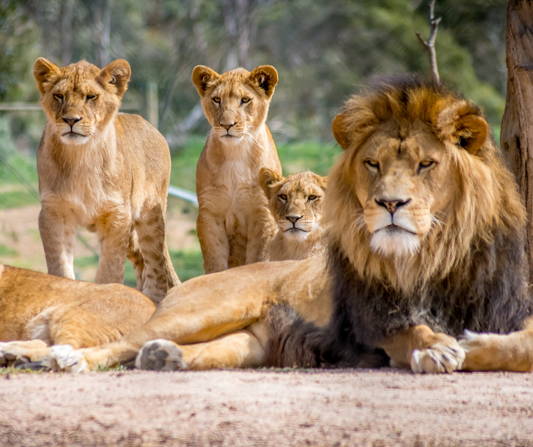 Parco Natura Viva: Un’Esperienza tra Safari e Zoo Immersivo