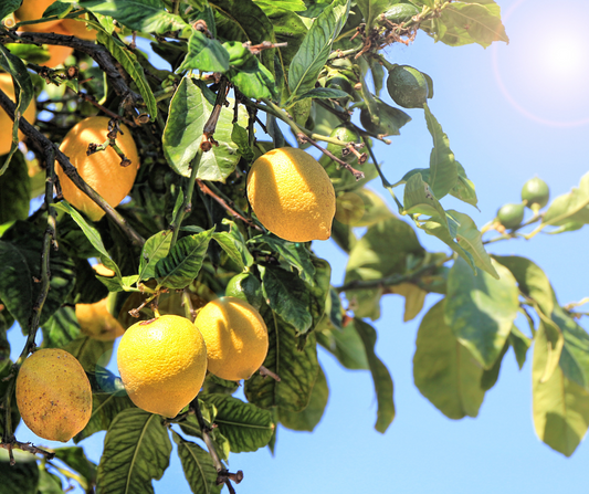 I limoni del Garda: un tesoro mediterraneo nel cuore del nord